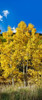 http://c328301.r1.cf1.rackcdn.com/PPI152251S.jpg