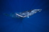 Humpback whales (Megaptera novaeangliae) underwater; Hawaii, United States of America PosterPrint - Item # VARDPI12305361