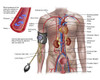 Blood pressure and circulatory system Poster Print - Item # VARPSTSTK700209H