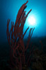 Rope sponge, Bonaire, Caribbean Netherlands Poster Print - Item # VARPSTTMO400100U