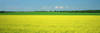Canola Field, Bruce Township, Georgian Bay, Ontario. PosterPrint - Item # VARDPI2020887