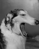 Dog yawning Poster Print