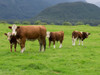 Cattle in a field, State Highway 6, Westland District, West Coast, South Island, New Zealand Poster Print - Item # VARPPI171343