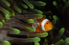 Clownfish in green anemone, Indonesia Poster Print