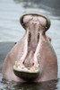 Close-up of a hippopotamus (Hippopotamus amphibius) yawning in a lake  Lake Manyara  Tanzania Poster Print by Panoramic Images (16 x 24) - Item # PPI119491