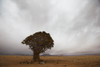 Lonely Quiver Tree In Cloudy Desert; Namibia PosterPrint - Item # VARDPI2342316