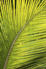 Close up of a palm tree branch glowing from the sunlight; Akumal, Quintana Roo, Mexico PosterPrint - Item # VARDPI12269304