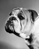 Close-up of an English Bulldog Poster Print - Item # VARSAL25531182