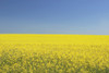 Flowering Canola, Central Alberta, Canada PosterPrint - Item # VARDPI1867231