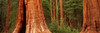 http://c328301.r1.cf1.rackcdn.com/PPI130974L.jpg