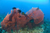 A red sea fan with crinoid feather stars, Kimbe Bay, Papua New Guinea Poster Print - Item # VARPSTSJN400078U