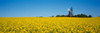 Oilseed rape crop in a field with a traditional windmill in the background, Germany Poster Print - Item # VARPPI39948