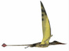 Rhamphorhynchus pterosaur. Rhamphorhynchus was a pterosaur that lived in England, Tanzania, Spain and Germany during the Jurassic Periods Poster Print - Item # VARPSTCFR200531P