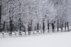 Snow covered trees along a fence and field in winter; Bromont, Quebec, Canada PosterPrint - Item # VARDPI12268165
