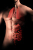 Male body with internal organs Poster Print - Item # VARPSTSTK700789H