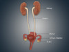 Anatomy of female uterus with ovaries, kidney and bladder Poster Print - Item # VARPSTSTK700504H