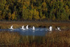 Trumpeter Swans In Flight Over Potter Marsh In Southcentral, Alaska During Fall PosterPrint - Item # VARDPI2149900