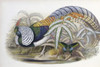 Lady Amherst's Pheasant   John Gould Poster Print - Item # VARSAL900139697