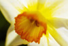 White Daffodil, Selective Focus On Flower Center. PosterPrint - Item # VARDPI1976399