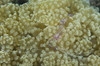 Commensal shrimp on soft coral, Kimbe Bay, Papua New Guinea Poster Print - Item # VARPSTSJN400173U