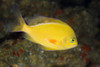 Hawaii, Lanai, Pseudanthias Fuscipinnis (Rare And Endemic) Close-Up Side View PosterPrint - Item # VARDPI2001970