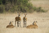 Ugandan kobs (Kobus kob thomasi) mating behavior sequence  Queen Elizabeth National Park  Uganda Poster Print by Panoramic Images (16 x 11) - Item # PPI128566