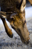Elk (Cervus Canadensis) PosterPrint