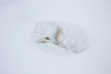 Arctic Fox in snow, Churchill Wildlife Management Area, Churchill, Manitoba, Canada Poster Print - Item # VARPPI169094