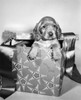 Close-up of a puppy in a Christmas present Poster Print - Item # VARSAL25526690