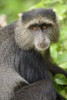 Close-up of a Blue monkey (Cercopithecus mitis)  Lake Manyara National Park  Tanzania Poster Print by Panoramic Images (16 x 24) - Item # PPI119384