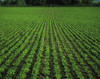Co Tipperary, Ireland; Sugar Beet PosterPrint - Item # VARDPI1802245