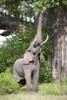 African elephant (Loxodonta africana) reaching for baobab (Adansonia digitata) tree leaves  Tarangire National Park  Tanzania Poster Print by Panoramic Images (16 x 24) - Item # PPI119408