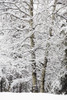Snow Covered Trees; Kananaskis Country, Alberta, Canada PosterPrint