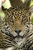 Close-up of a Jaguar (Panthera onca)  Three Brothers River  Meeting of the Waters State Park  Pantanal Wetlands  Brazil Poster Print by Panoramic Images (16 x 24) - Item # PPI125279