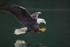 Bald Eagle Catching Fish Along The Shoreline Inside Passage Tongass National Forest Se Alaska Summer PosterPrint - Item # VARDPI2103768