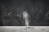 Hawaii, Maui, The Spout Of A Humpback Whale. PosterPrint - Item # VARDPI1976011