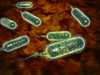 Group of vibrio cholerae bacteria which causes cholera. Cholera is an infection in the small intestine caused by the bacterium Vibrio cholerae. The main symptoms are diarrhea and vomiting Poster Print - Item # VARPSTSTK700314H