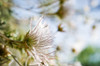 View From Side, Close-Up Of Fuzzy White Flowers PosterPrint - Item # VARDPI1975437