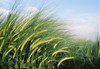 Wheat Fields In England. Close-Up PosterPrint - Item # VARDPI1878487