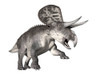 Zuniceratops dinosaur, white background Poster Print - Item # VARPSTEDV600079P