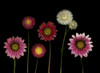 Flowers PosterPrint - Item # VARDPI1792893