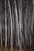 Forest of birch trees; Alberta, Canada PosterPrint - Item # VARDPI12290225
