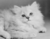 White Persian cat Poster Print - Item # VARSAL255420367