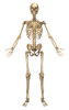 Human skeletal system, front view Poster Print - Item # VARPSTSTK700160H