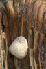 Sea Shell On Driftwood PosterPrint - Item # VARDPI1830867