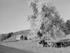 USA  New Hampshire  Piermont  apple blossoms  farm house and cows Poster Print - Item # VARSAL255424027