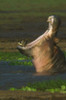 Close-up of a hippopotamus yawning  Lake Manyara  Arusha Region  Tanzania (Hippopotamus amphibius) Poster Print by Panoramic Images (16 x 24) - Item # PPI95839