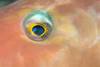Fiji, Extreme Close-Up Of Female Parrotfish Eye (Scarus Dimidiatus) At Night PosterPrint - Item # VARDPI2003329