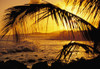 Hawaii, Kauai, Poipu, Tropical Sunset With Palm Fronds PosterPrint - Item # VARDPI1995630
