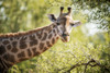 Giraffe (Giraffa camelopardalis), Kruger National Park; South Africa PosterPrint - Item # VARDPI12281722
